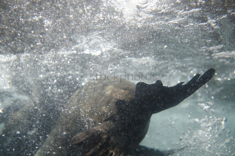 Wasserfant Freude