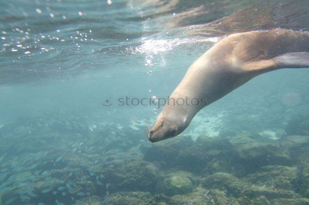 Similar – dive one ice bear Zoo