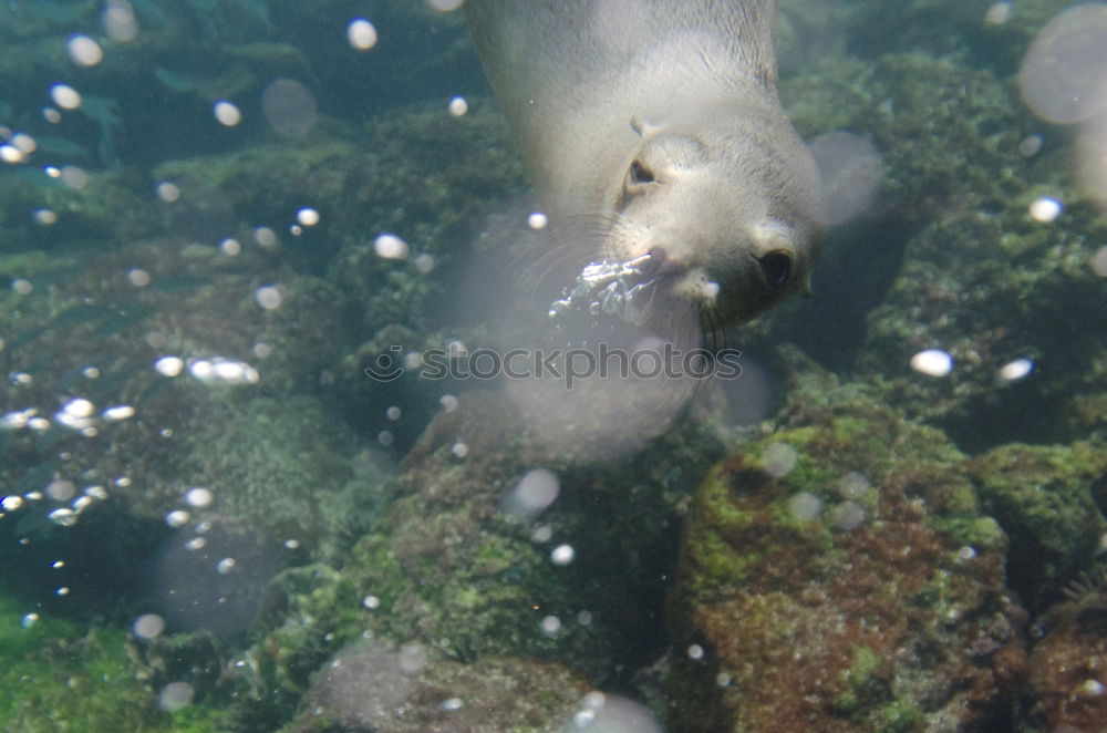 Similar – Image, Stock Photo fish chaos Fishing (Angle)