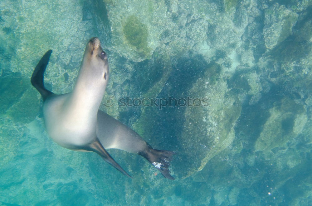 Similar – Image, Stock Photo Penguin Pool : Round Two