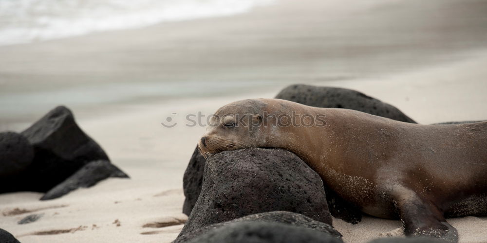 Similar – Bath in the sand