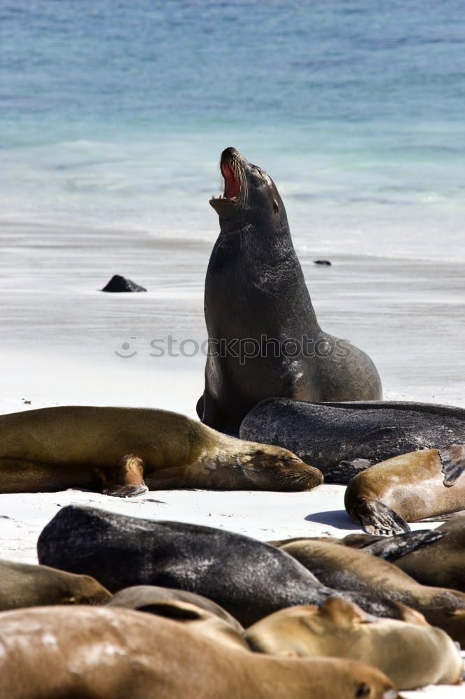 Similar – Cheeky seal Animal