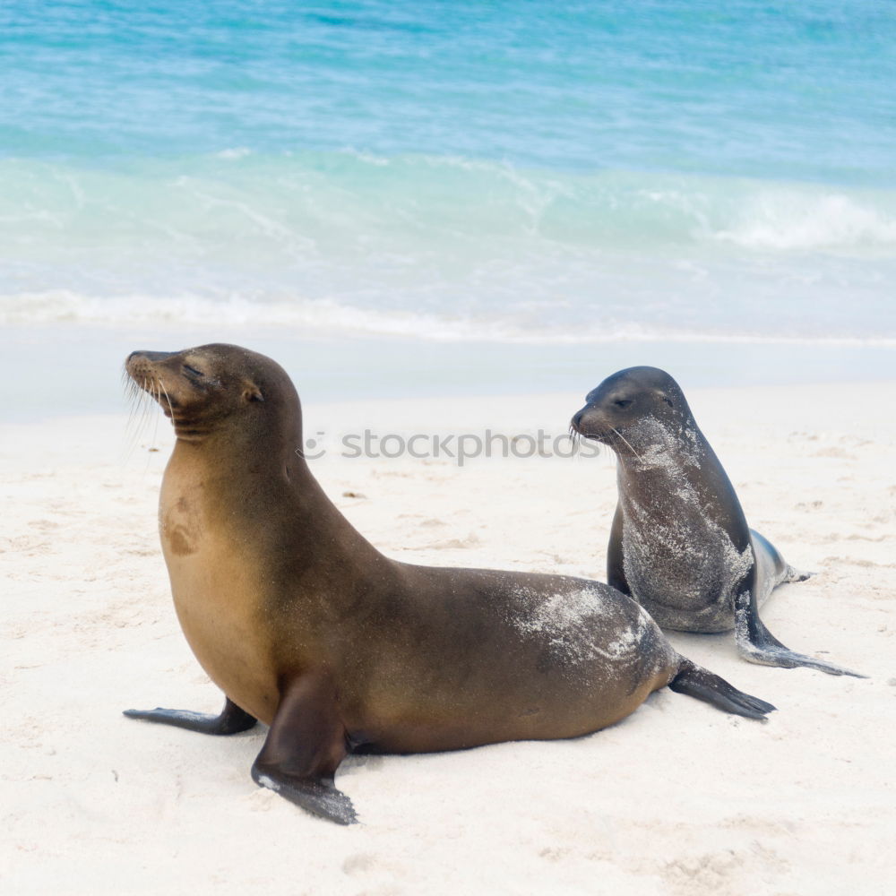 Similar – Foto Bild Seehund Tier Meer Strand