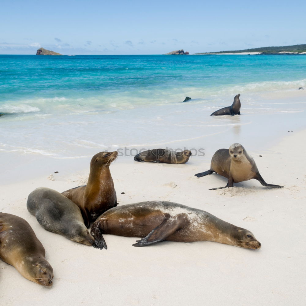 Similar – Foto Bild Seehund Tier Meer Strand