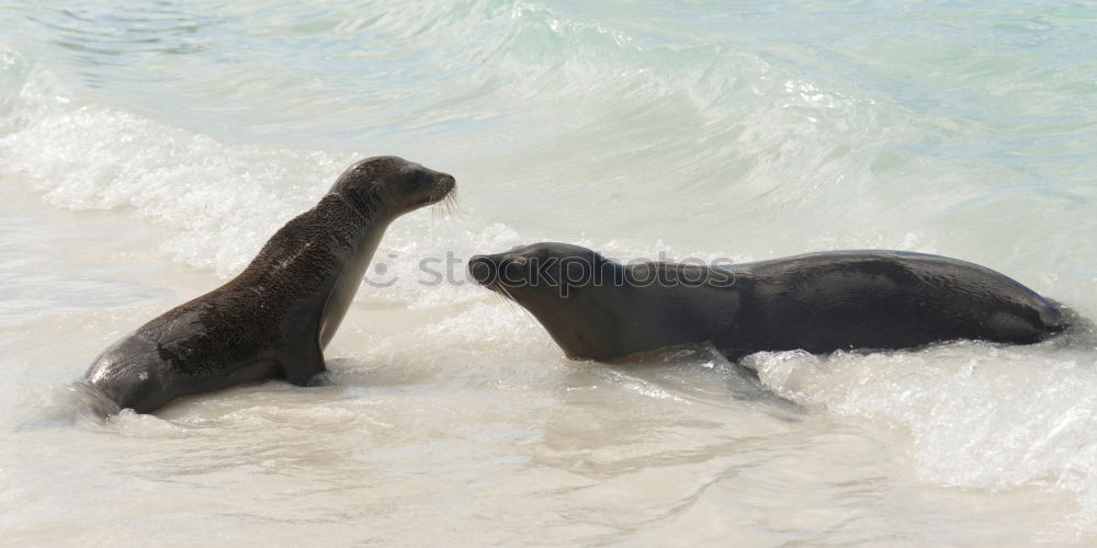 Similar – Foto Bild Verliebte Pinguine Meer