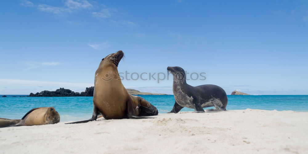 Similar – Foto Bild Seehund Tier Meer Strand