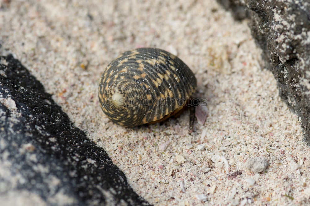 Similar – Image, Stock Photo catabolic beetle