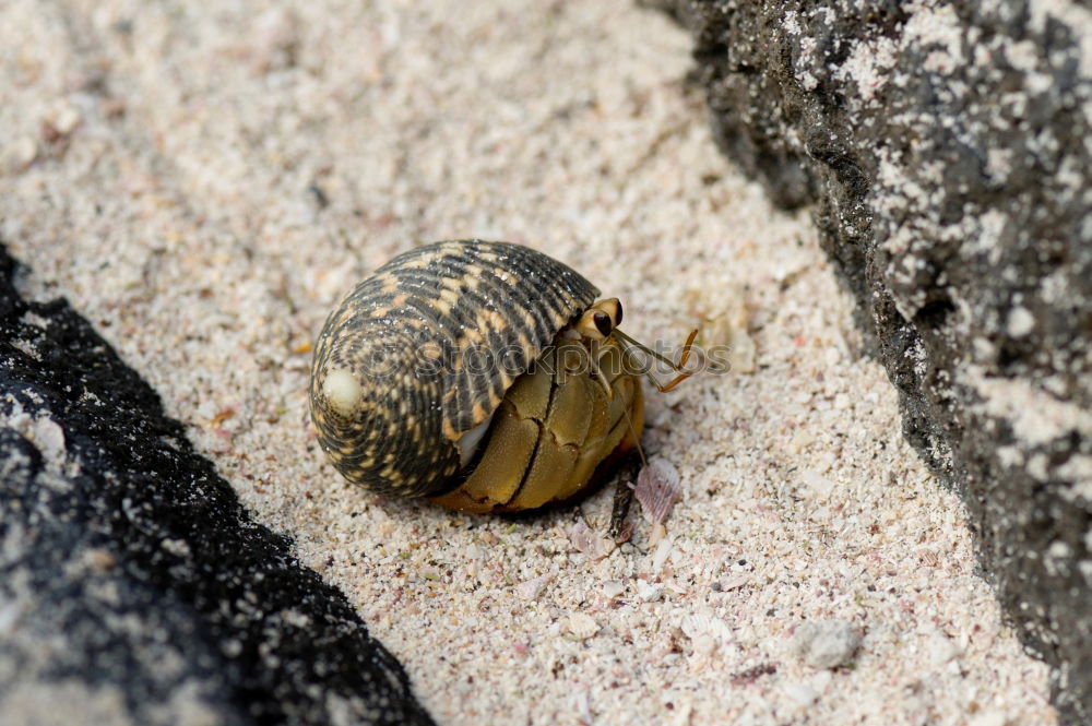 Similar – Image, Stock Photo catabolic beetle