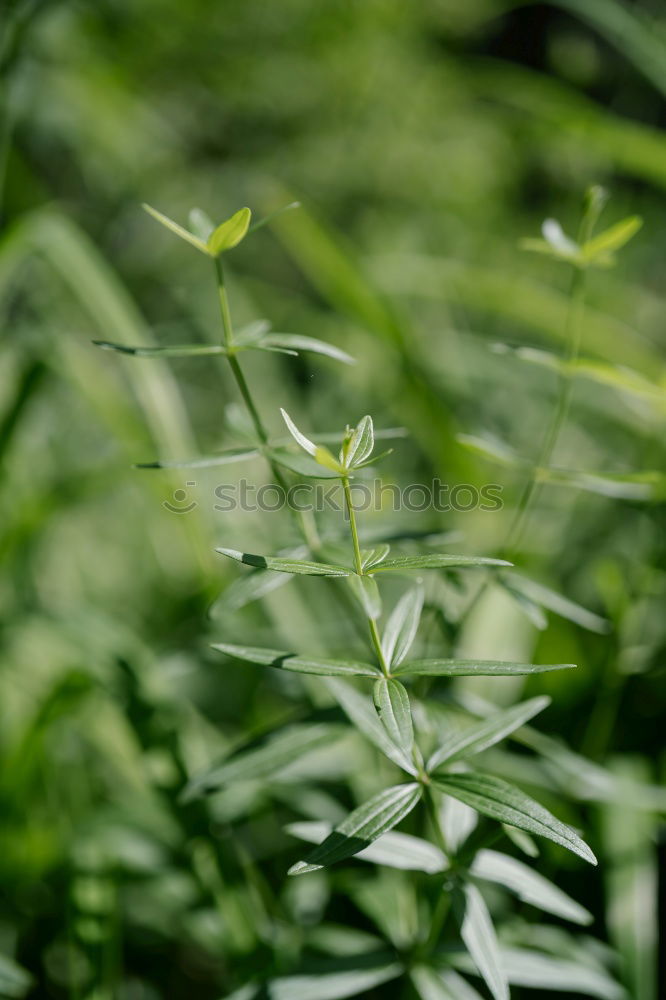 Image, Stock Photo kitchen herb Interior shot