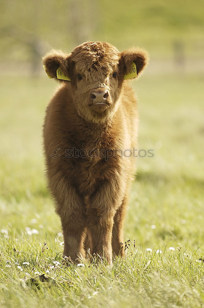 Similar – highland cattle Animal