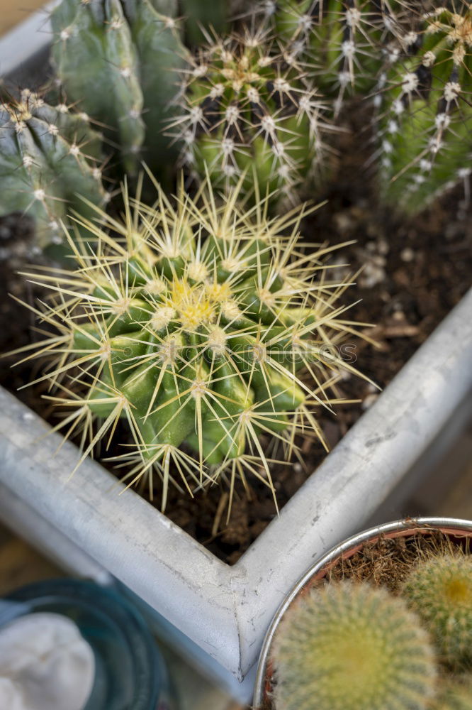 Similar – Image, Stock Photo cactus Cactus Plant