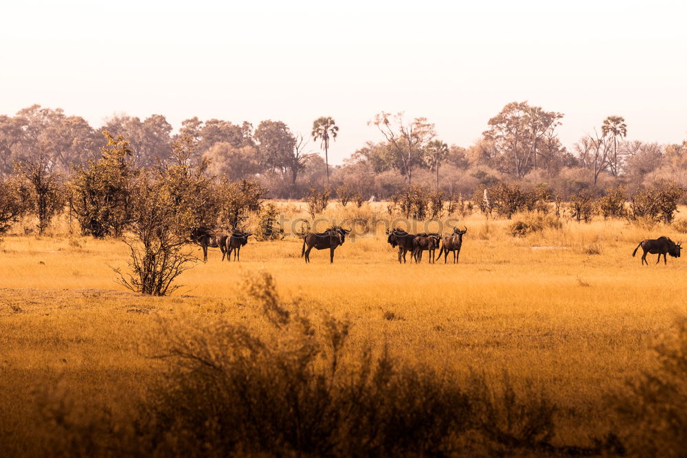 Similar – Image, Stock Photo Africa Environment Nature