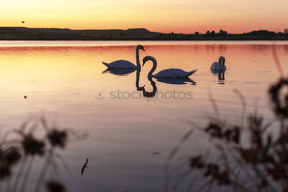 Similar – Foto Bild See Teich Moorsee Storch