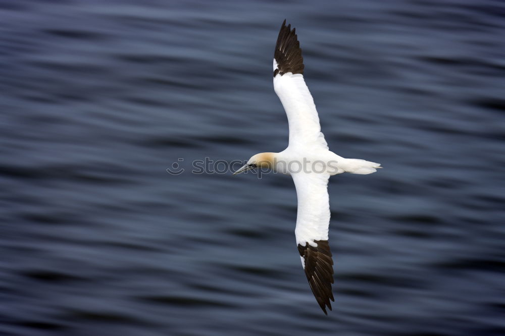 Seagull Jonathan Ocean