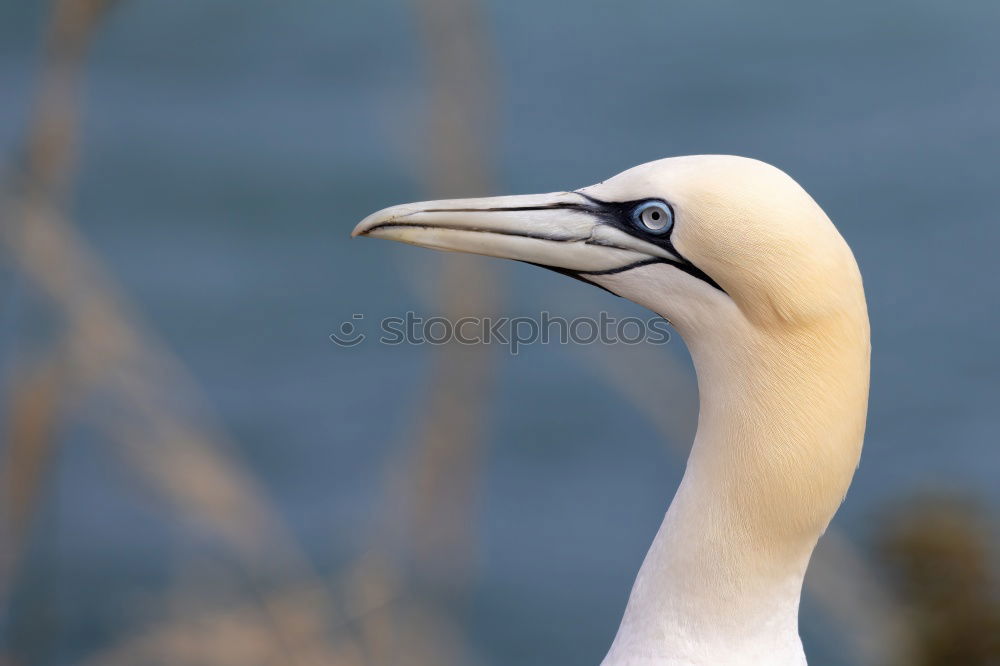 Similar – San Diego Pelican Body