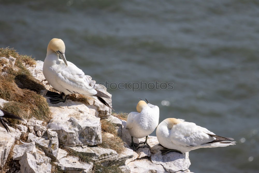 Similar – Image, Stock Photo Nesting storks on rocks