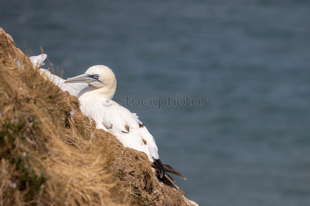 Similar – Image, Stock Photo Nesting storks on rocks