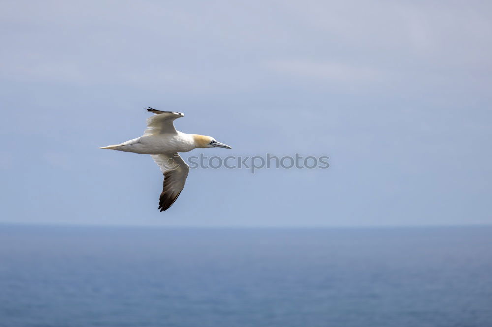 Similar – Seagull Jonathan Ocean