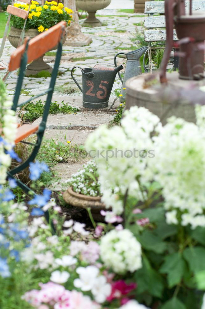 Similar – Image, Stock Photo geraniums Plant Flower