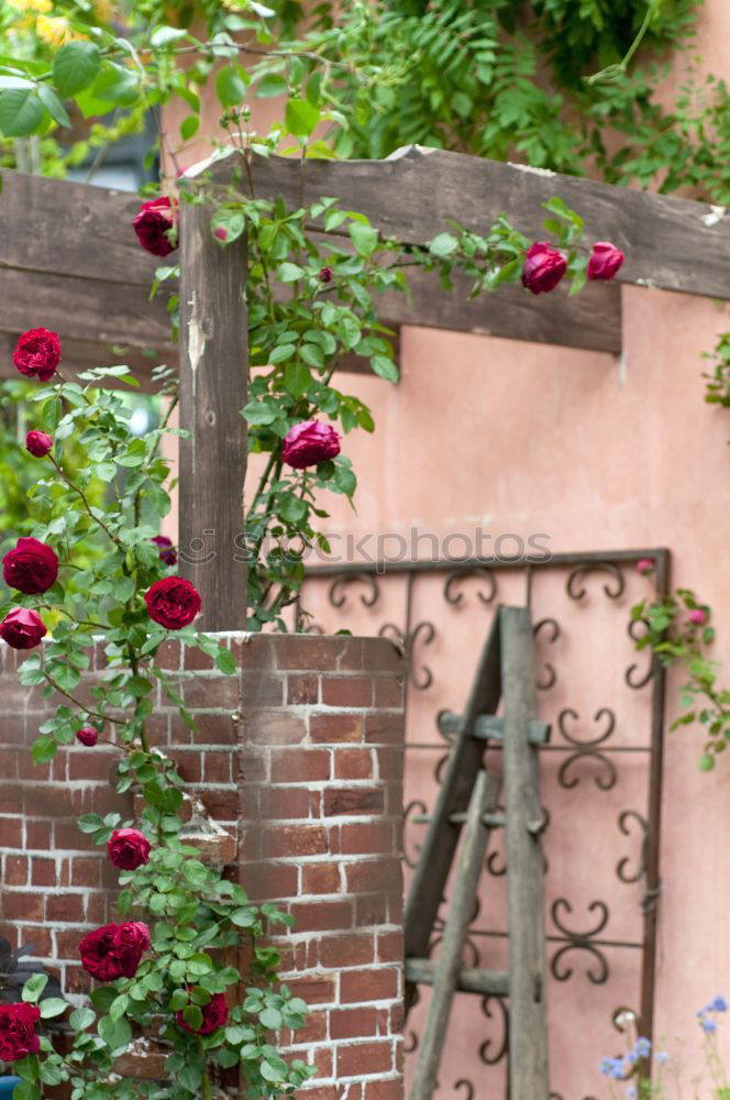 Similar – Image, Stock Photo country life Summer Plant