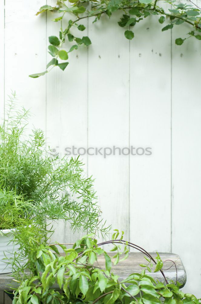 Similar – Image, Stock Photo AST 9 | Front garden: blades of grass in front of a mysterious half-open window