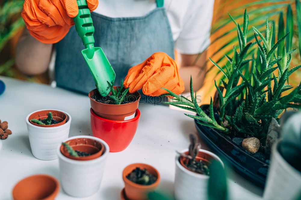 Similar – Image, Stock Photo Woman’s hands transplanting plant.