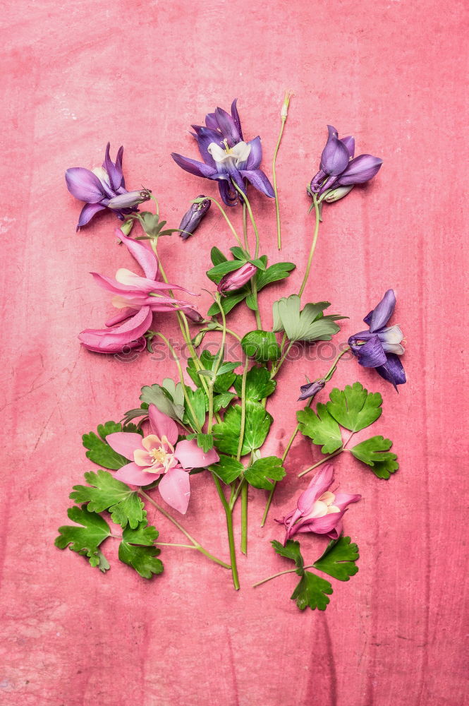 Similar – spring colorful garden flowers , columbine