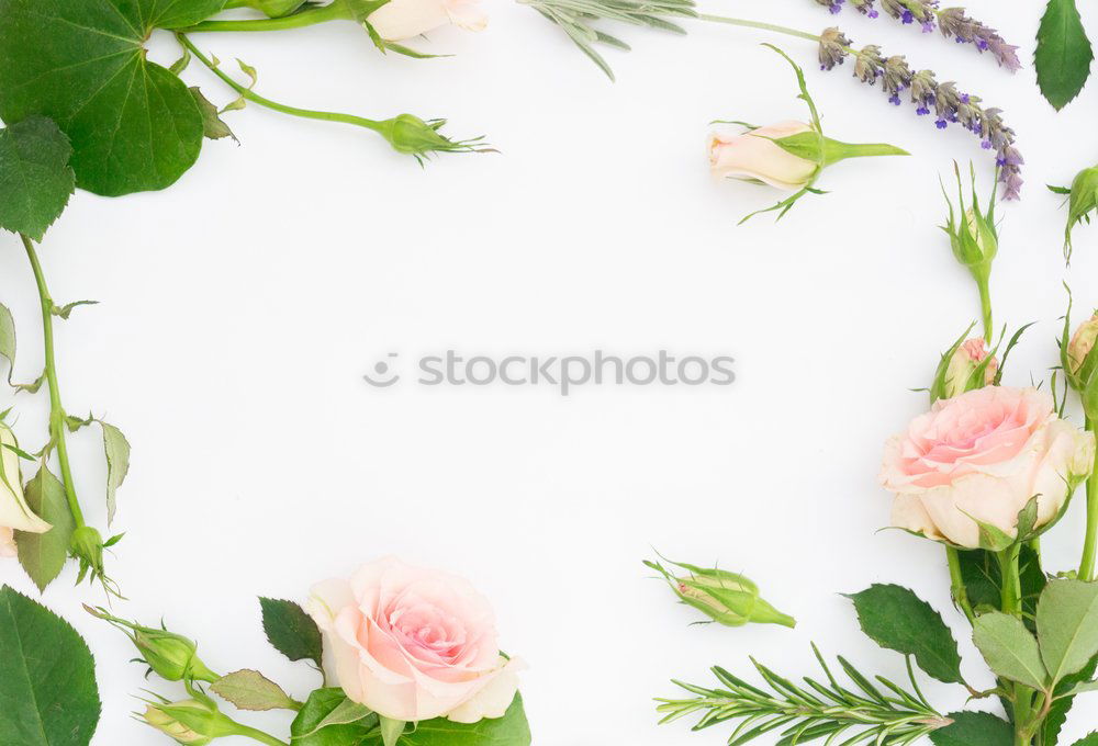 Similar – Beautiful gardenflowers on light green background