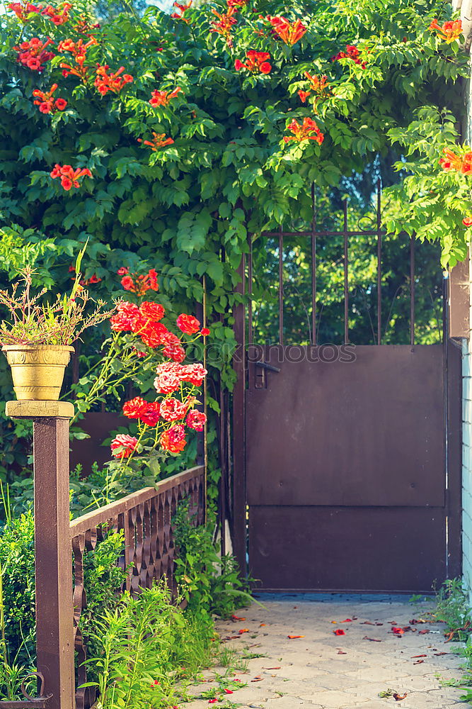 Similar – Image, Stock Photo geraniums Plant Flower