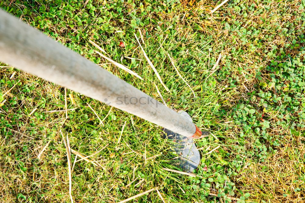 Similar – carrot harvest Food