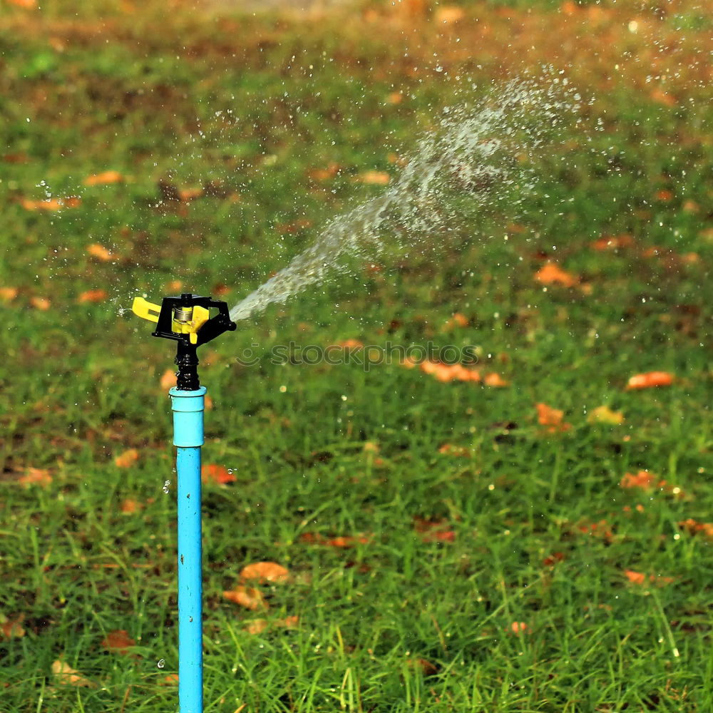 Similar – Image, Stock Photo Watering Summer Garden