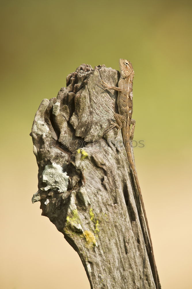 Similar – Image, Stock Photo nose horned viper closeup