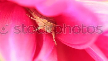 Similar – Image, Stock Photo Snail on Tour Slug Slowly