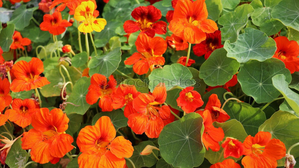 Similar – Foto Bild ein echtes Mauerblümchen…