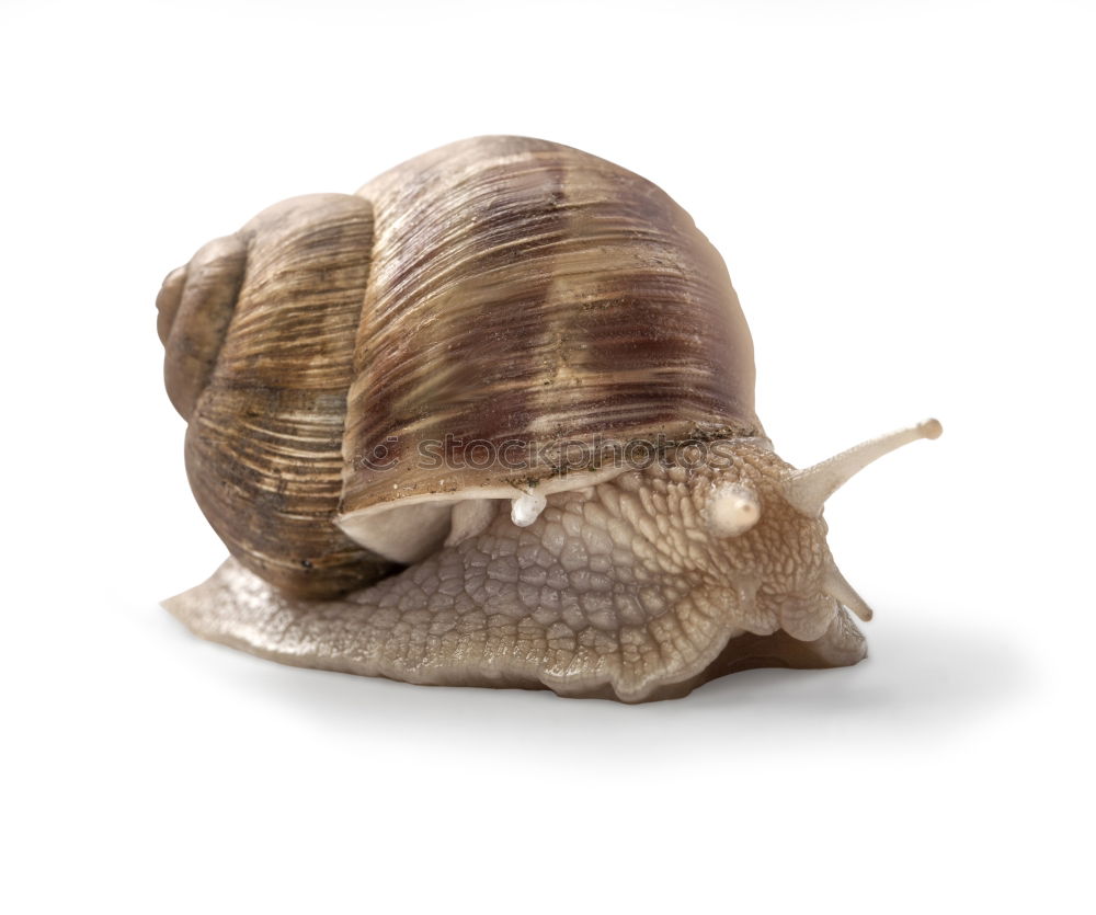 Go home. Schnecke