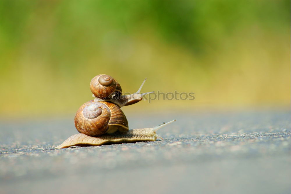 Similar – Image, Stock Photo End of terrain Dead animal