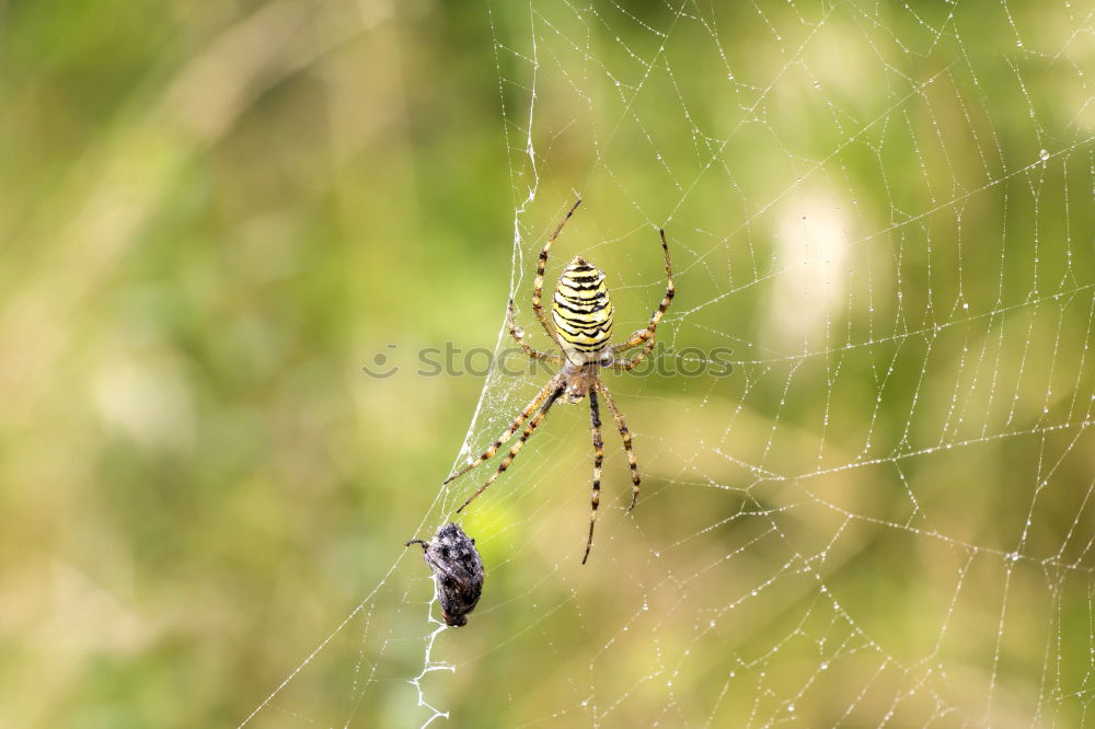 Similar – Image, Stock Photo wasp spider Plant Animal