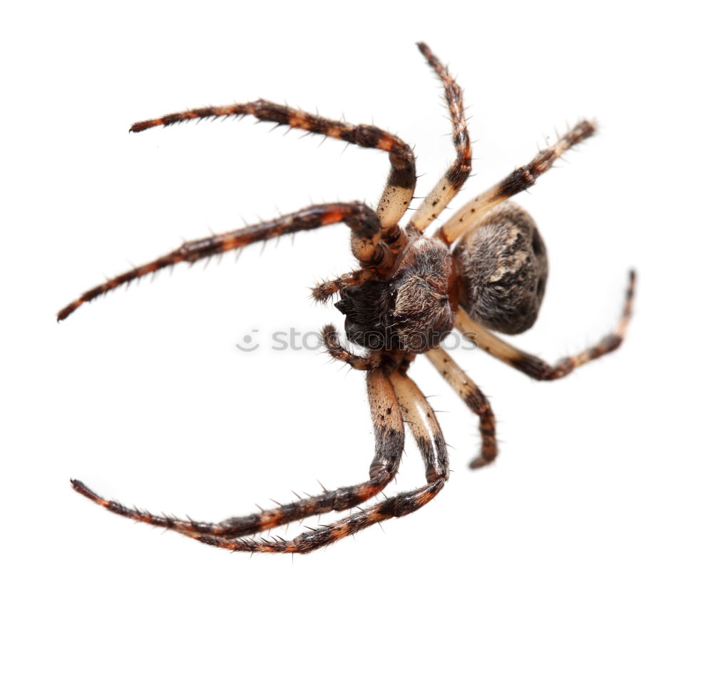 Similar – my spider Spider