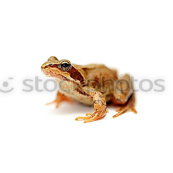 Similar – close up of european common frog