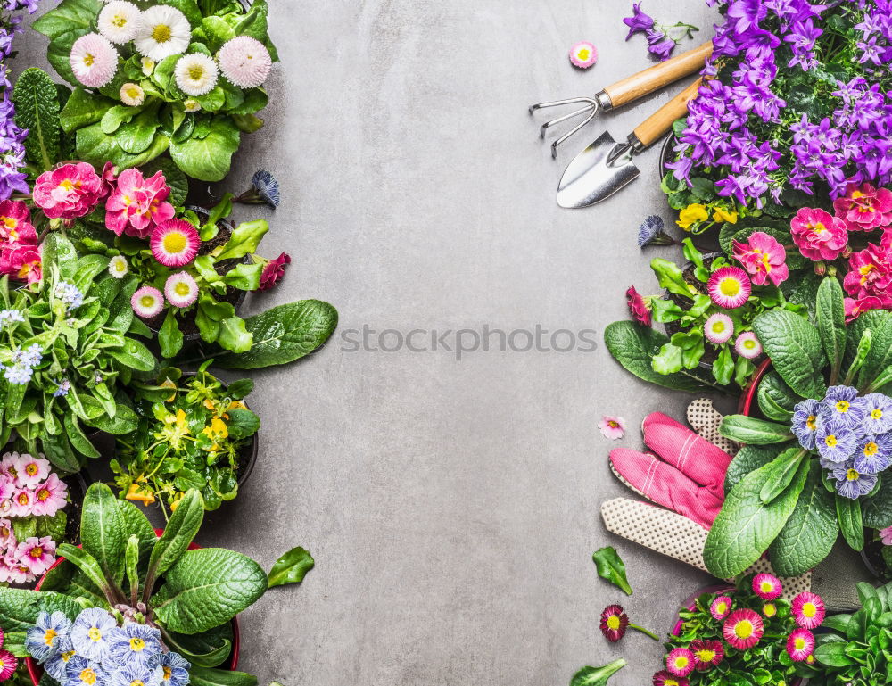 Image, Stock Photo Woman in flowered dress watering plants with hose in summer-