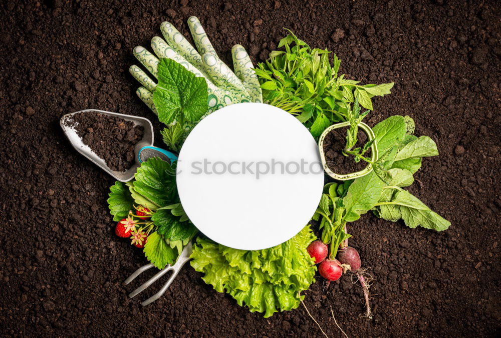 Similar – Seasonal vegetables on a dark background