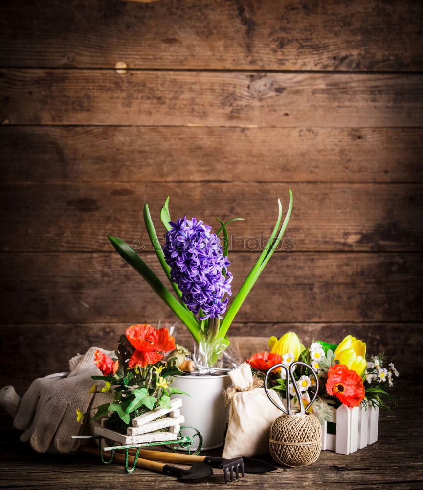 Similar – Autumn Decoration with Purple Aster