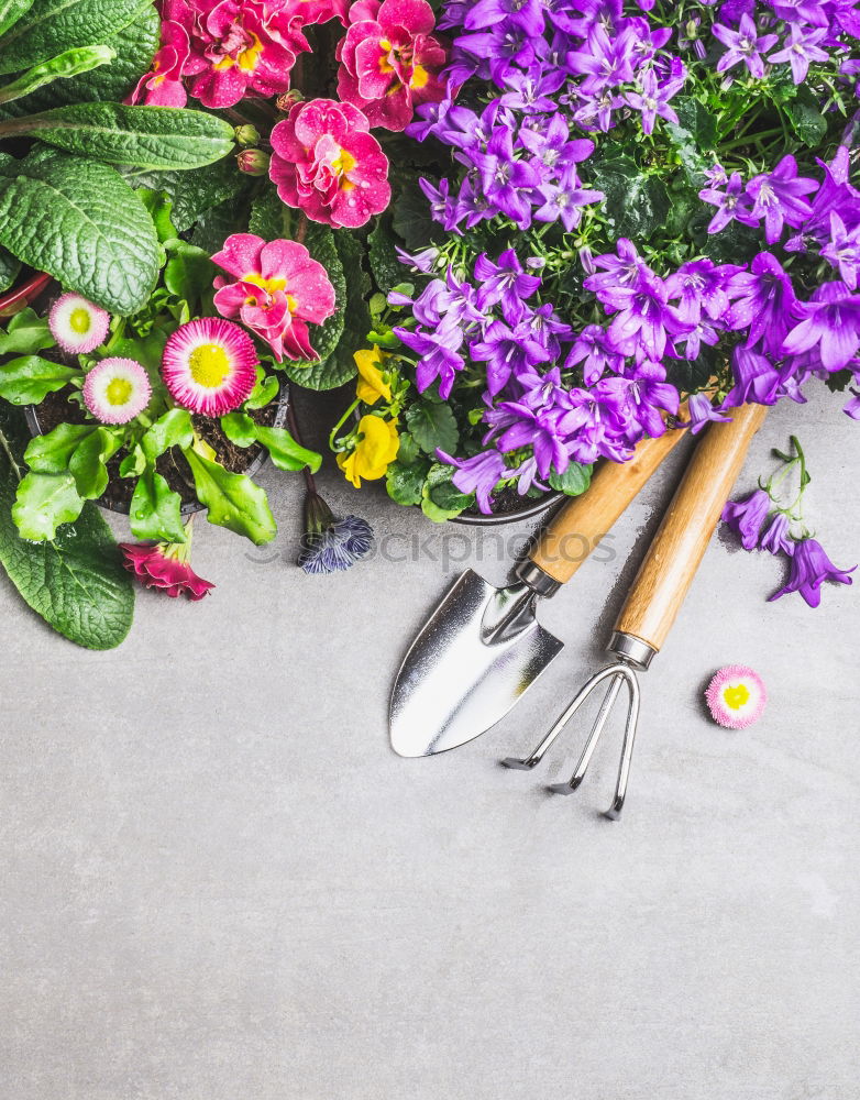 Similar – Primroses potting soil, pots, shovel and red garden shield