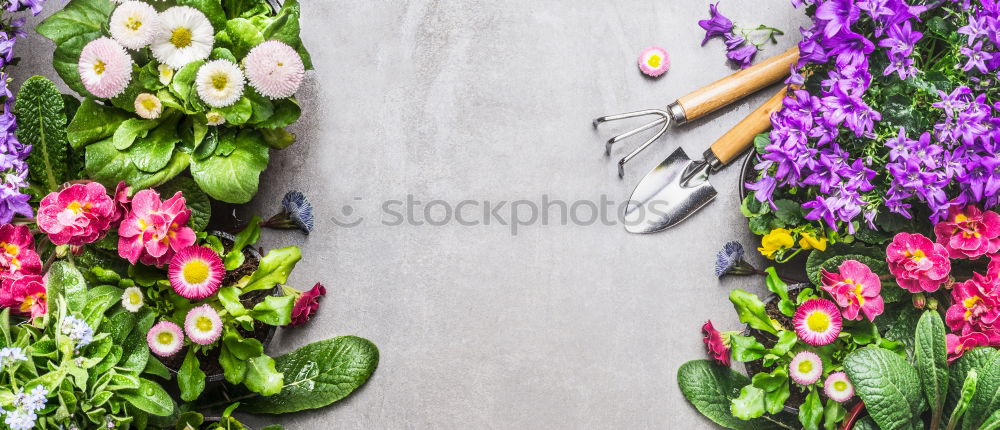 Garden tools and gloves with coloured pot flowers