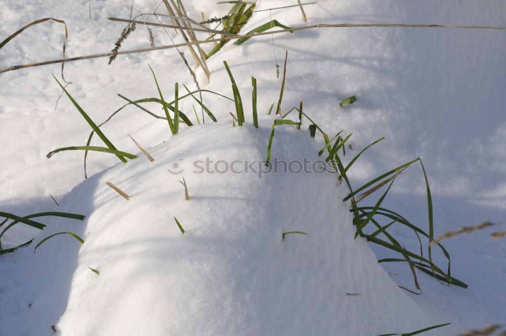 Similar – Image, Stock Photo A wren lies dead in the snow of a wintry meadow