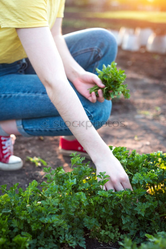 Similar – Image, Stock Photo rose hips Food