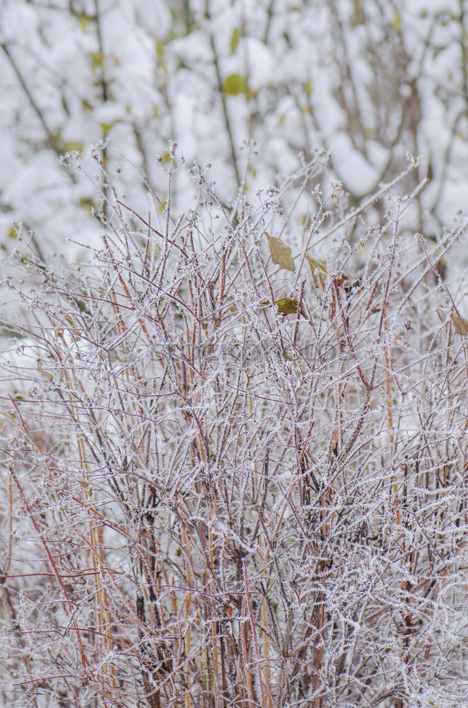 Similar – Snow on the Bodden Winter