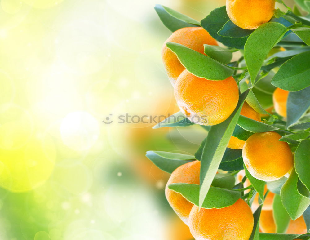 Similar – Image, Stock Photo Yellow-orange. Art