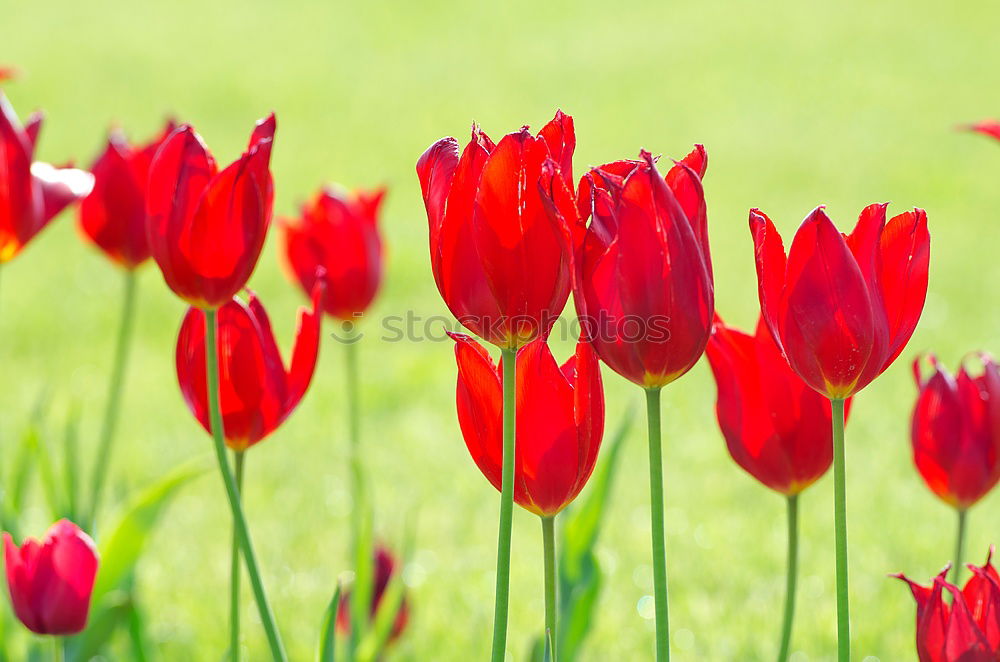 Similar – Image, Stock Photo spring greetings Nature