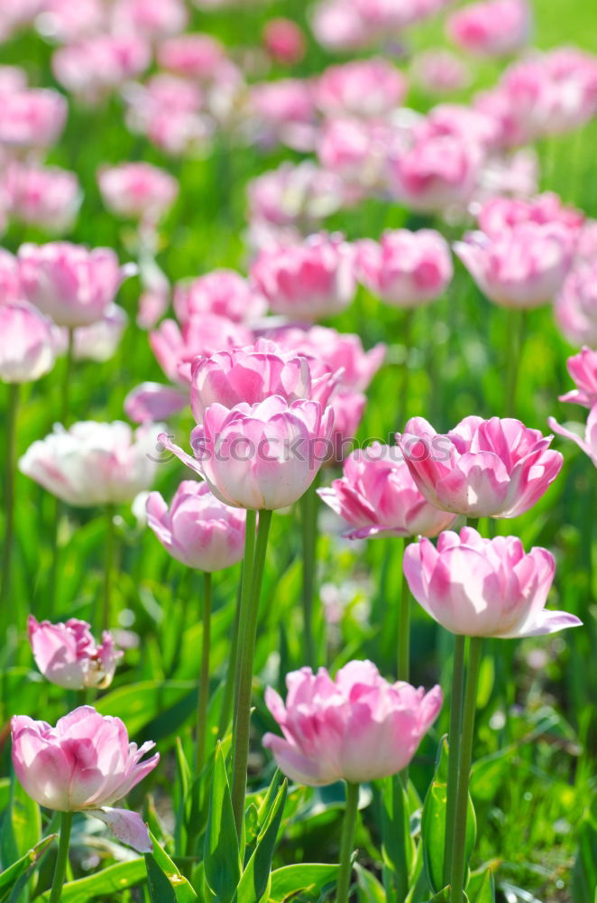 Similar – tulips Flower Tulip